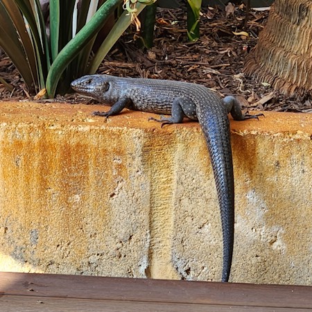 Animal, Gecko, Lizard, Reptile